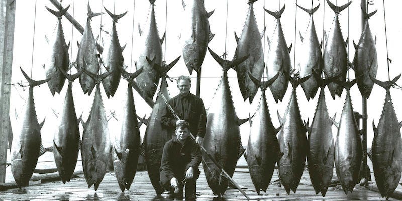 A Transformative Moment in the History of Fishing: On Catching the Largest  Tuna Ever Recorded ‹ Literary Hub