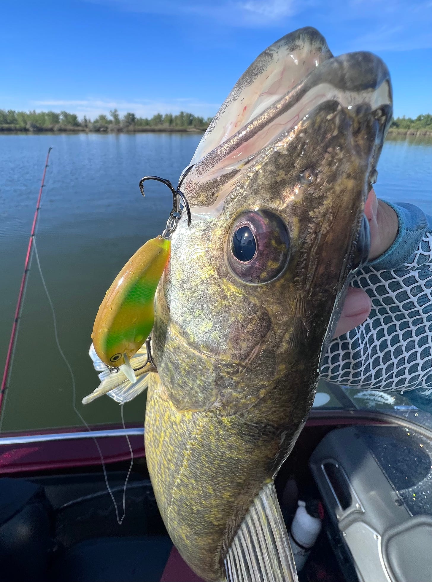 Colorado walleye on crank bait