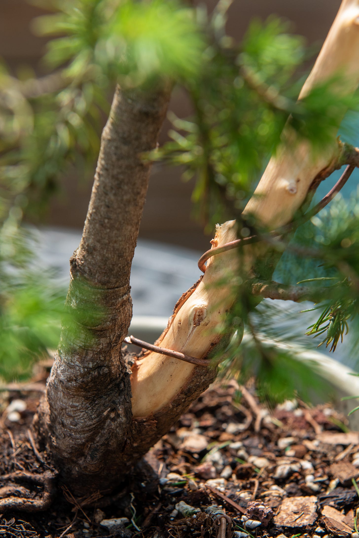 ID: View of the tree from behind, showing the deadwood against the bark.