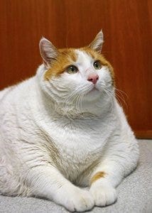 Meow (cat) - Wikipedia