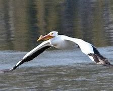 Image result for Grand Tetons jackson lake pelican gliding