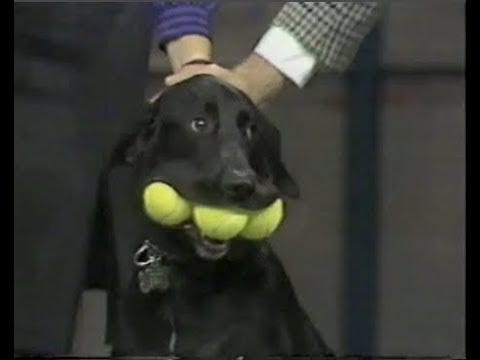 Stupid Pet Tricks on Letterman, September 24, 1985 - YouTube