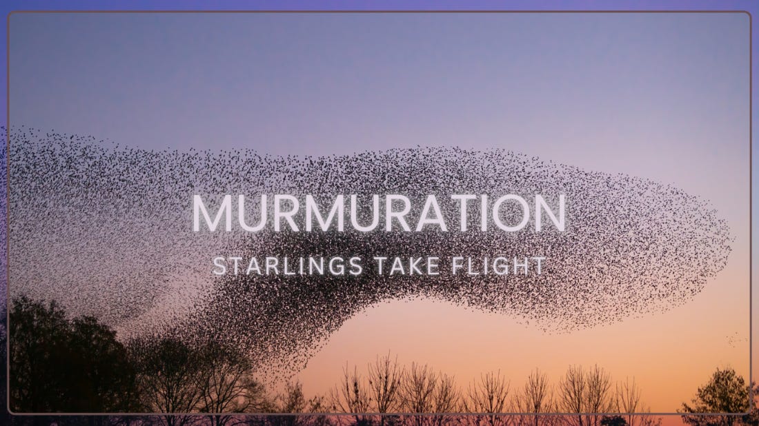 Starlings take flight in formation