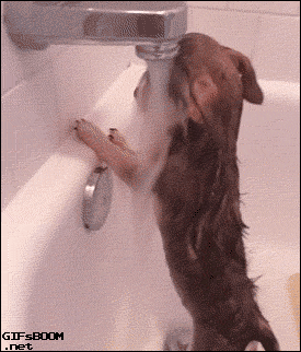 Cachorrinho debaixo de uma torneira de pia jorrando água com semblante triste.