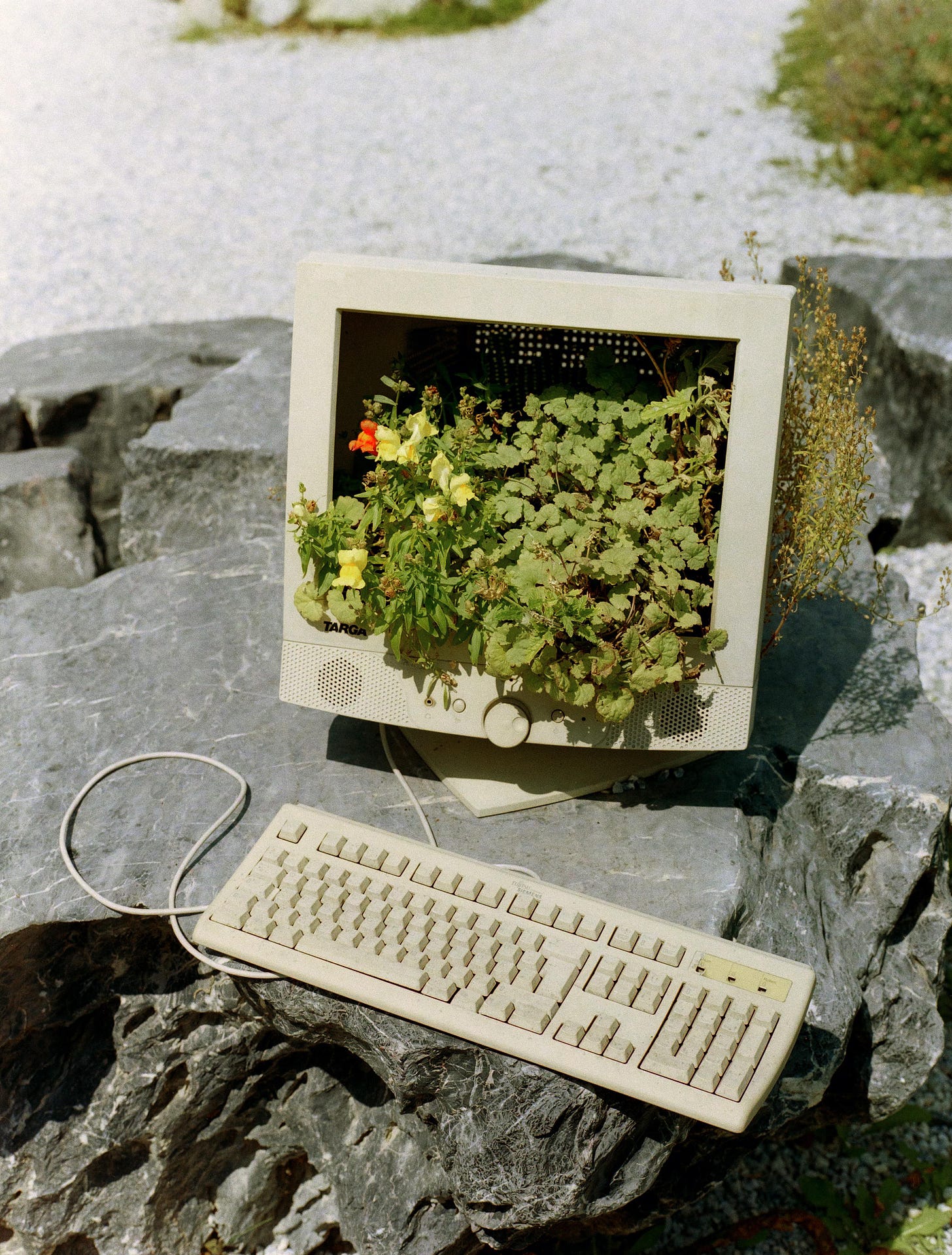An image of a cream colored desktop with plant life growing out of the monitor. Keyboard is attached via cord and the desktop sits on a large flat top dark gray boulder. 