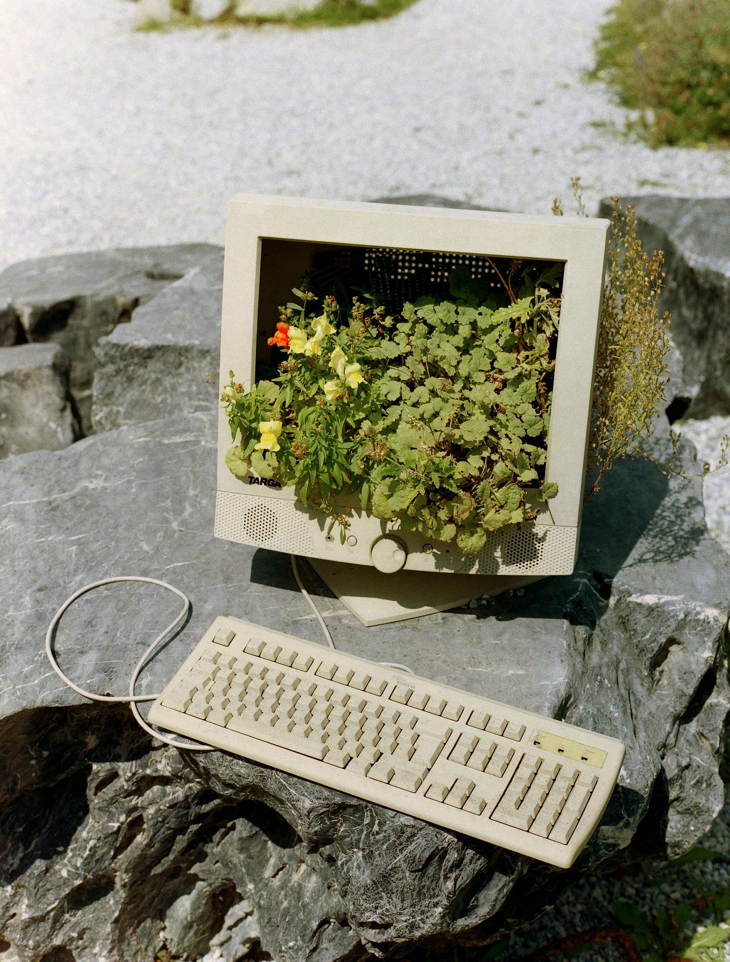 An image of a cream colored desktop with plant life growing out of the monitor. Keyboard is attached via cord and the desktop sits on a large flat top dark gray boulder. 