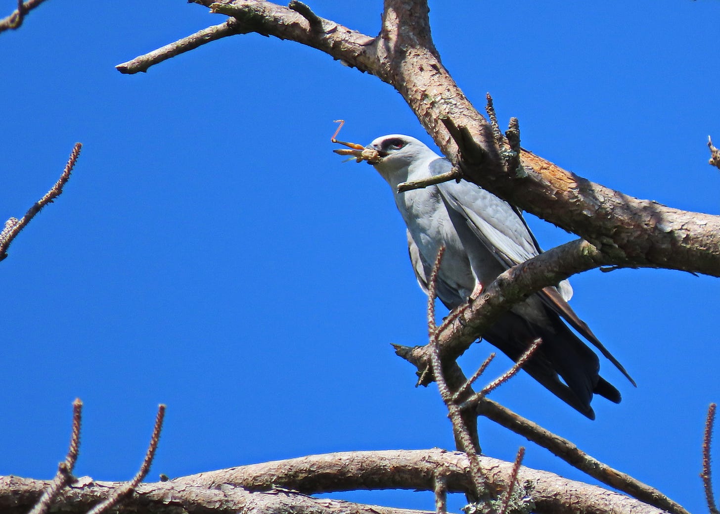 A gray raptor against a blue sky with an insect in its beak