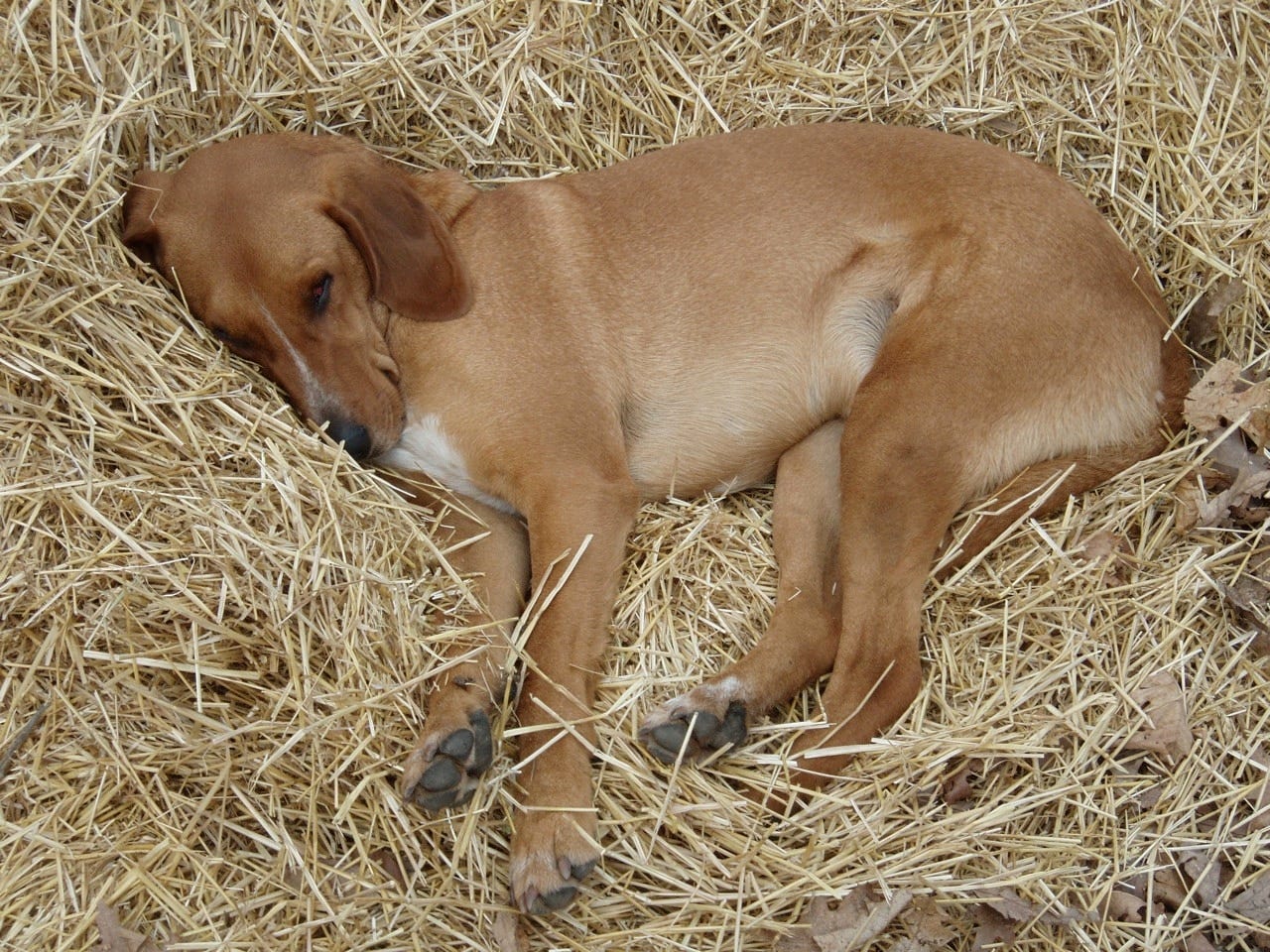 dog laying on straw - StrawBale.com - Your Resource for Hands-On ...