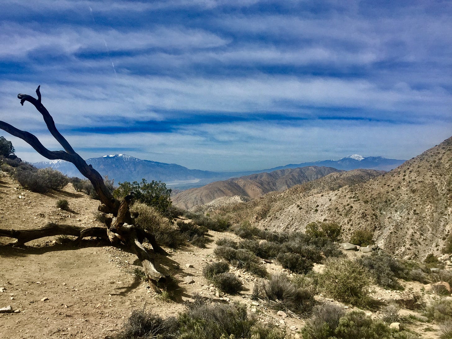 Two snow-covered mountains loom in the background against a cloudy sky. A desert hiking trail is in the foreground, with small creosote bushes and a dead tree limb in front.