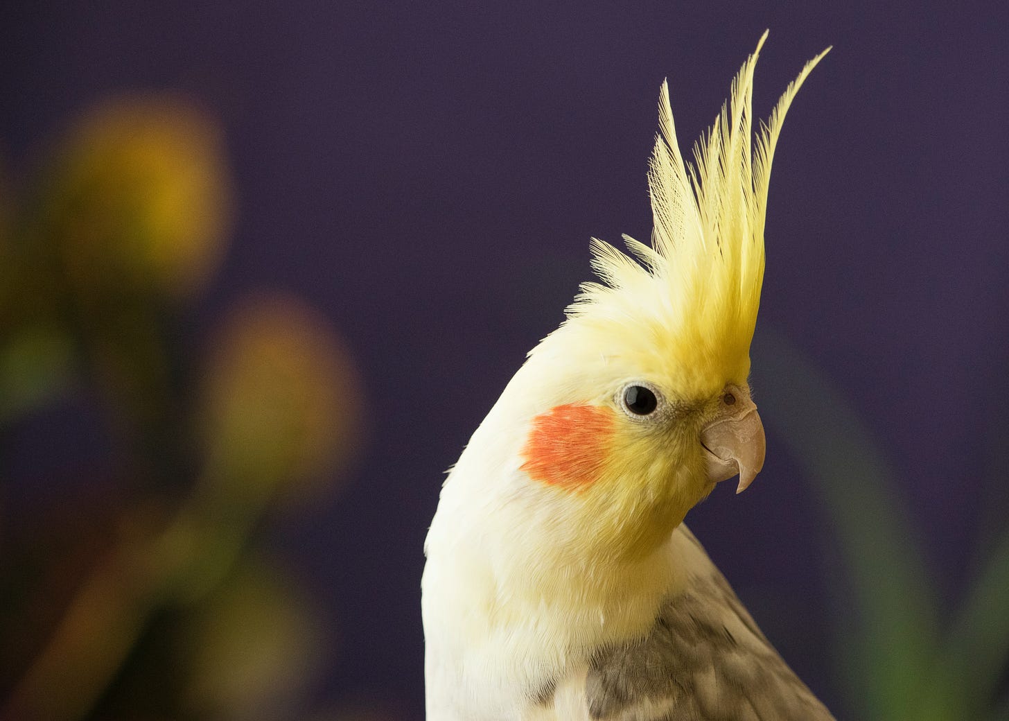 A cockatiel parrot with a bright orange cheek and yellow crest, which is standing upright and looks very adorable