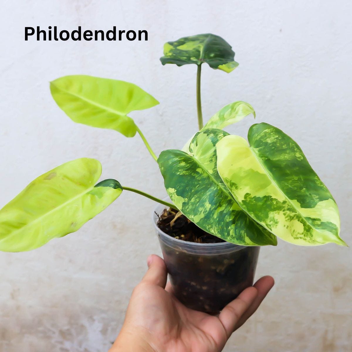 Philodendron