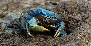 What's the Deal with that Weird Big Blue Crab on the Beach? - Hook, Line  and Science