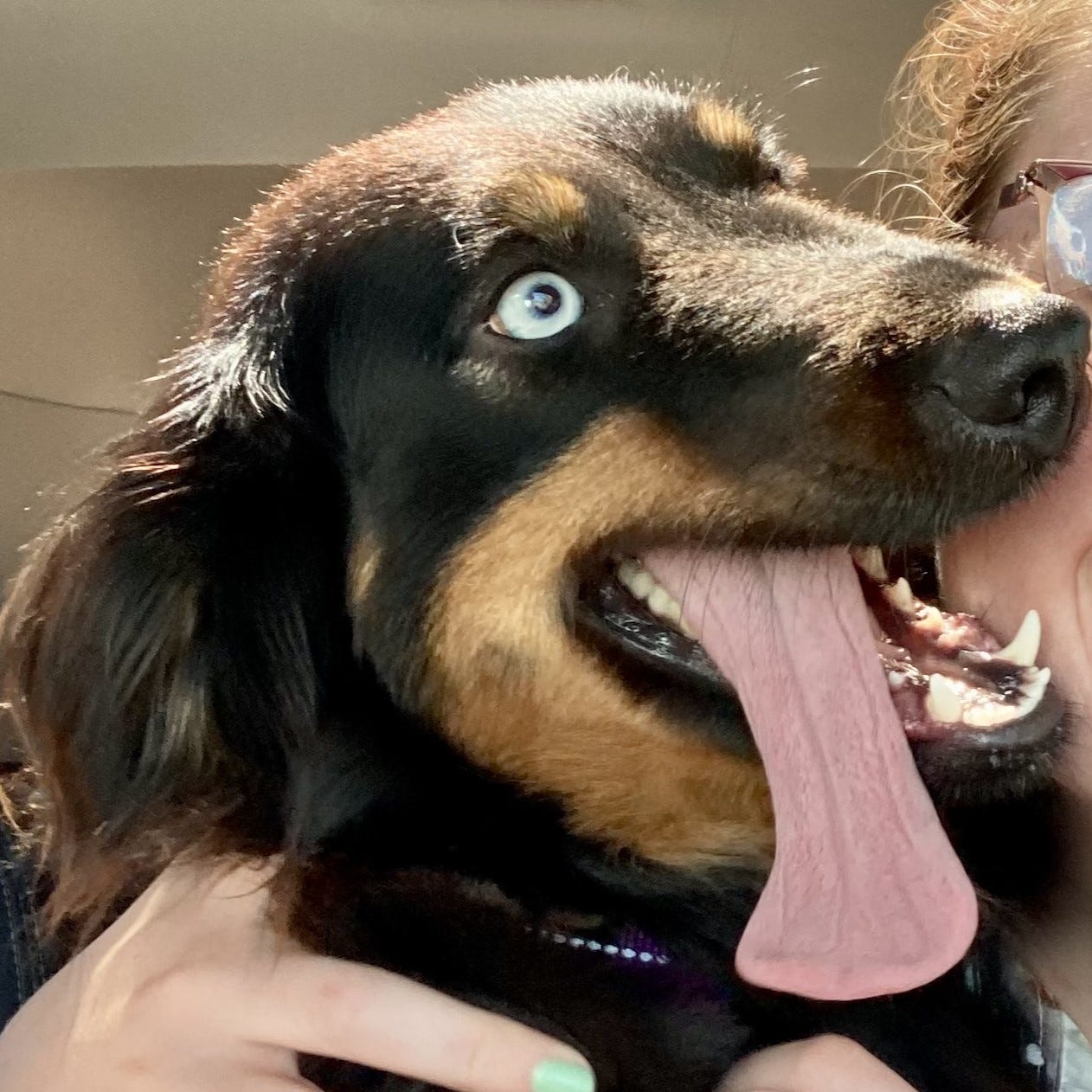 Close up of black and brown dog, mouth open and tongue out, looking stressed