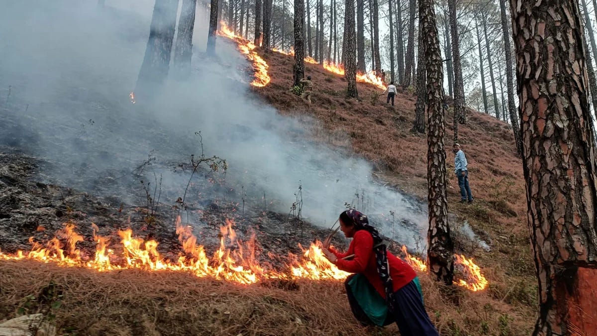 A forest fire in Kedarnath wildlife division.