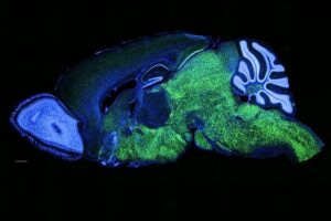 Expression pattern of NOVA1 in the brain of amouse. NOVA1 in green, nuclei (DAPI) in blue.