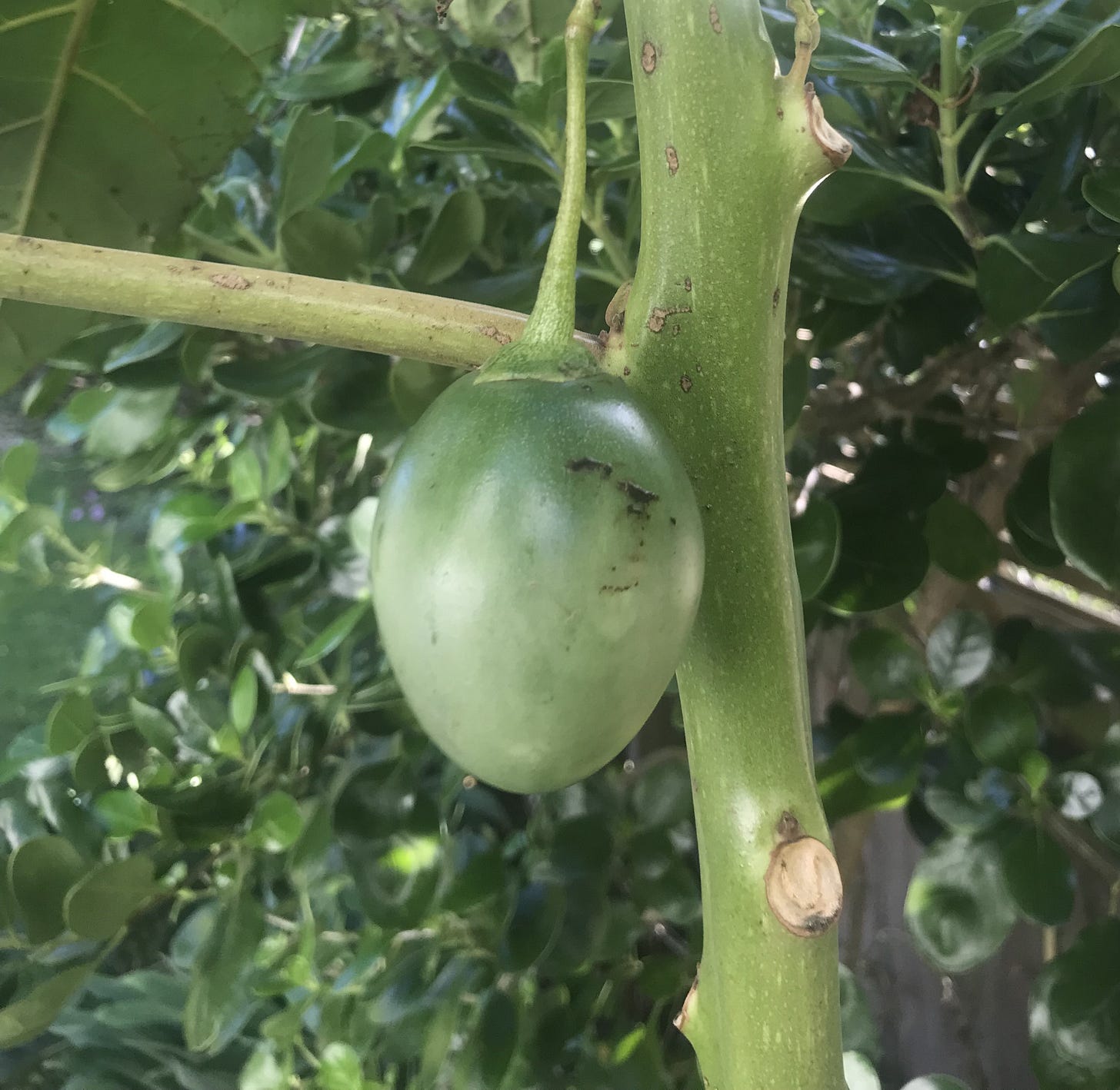 tamarillo fruit tree garden gardening wellington