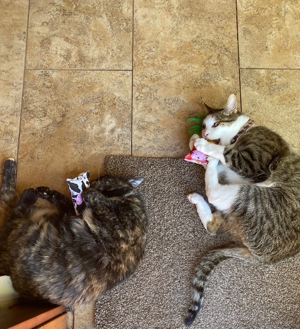 cats with catnip toys