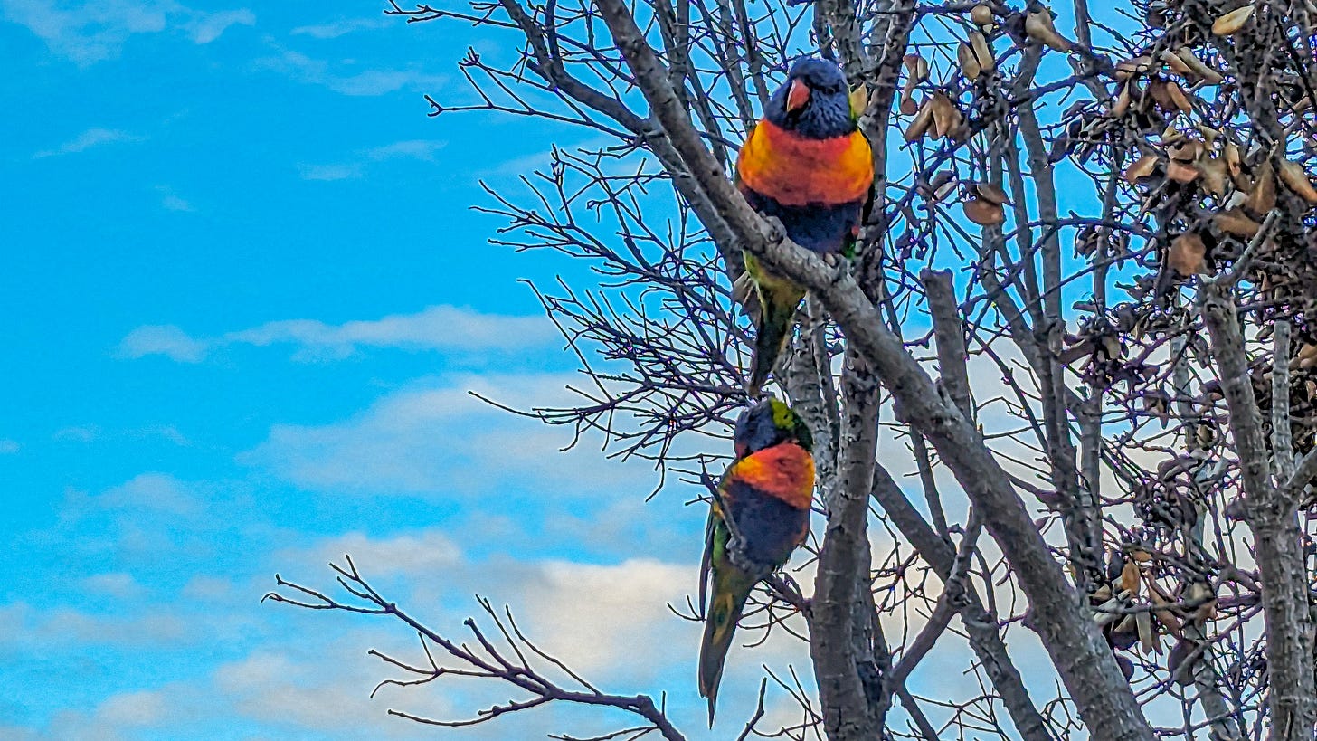 Two brightly colored lorikeets sitting in a tree