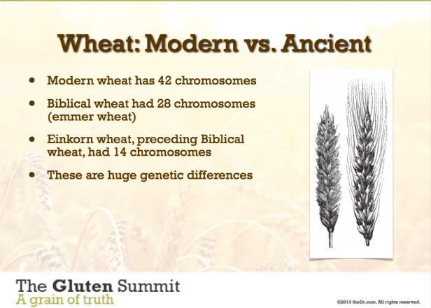 Image result for ancient wheat vs modern wheat | Wheat, Gluten protein ...