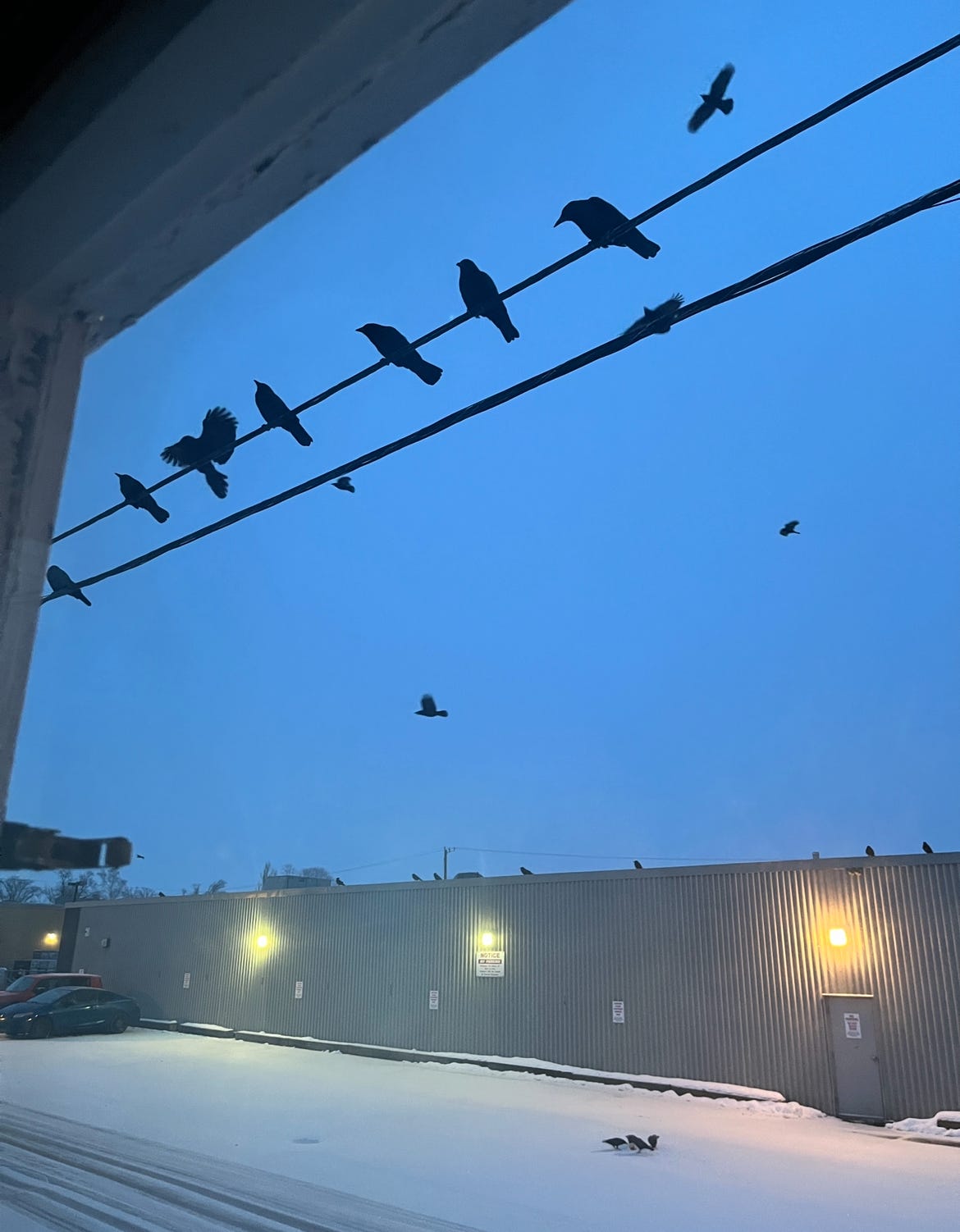 Several dozen crows are visible out my front window. They sit on the utility lines, dot the sky, and sit on the snowy ground.