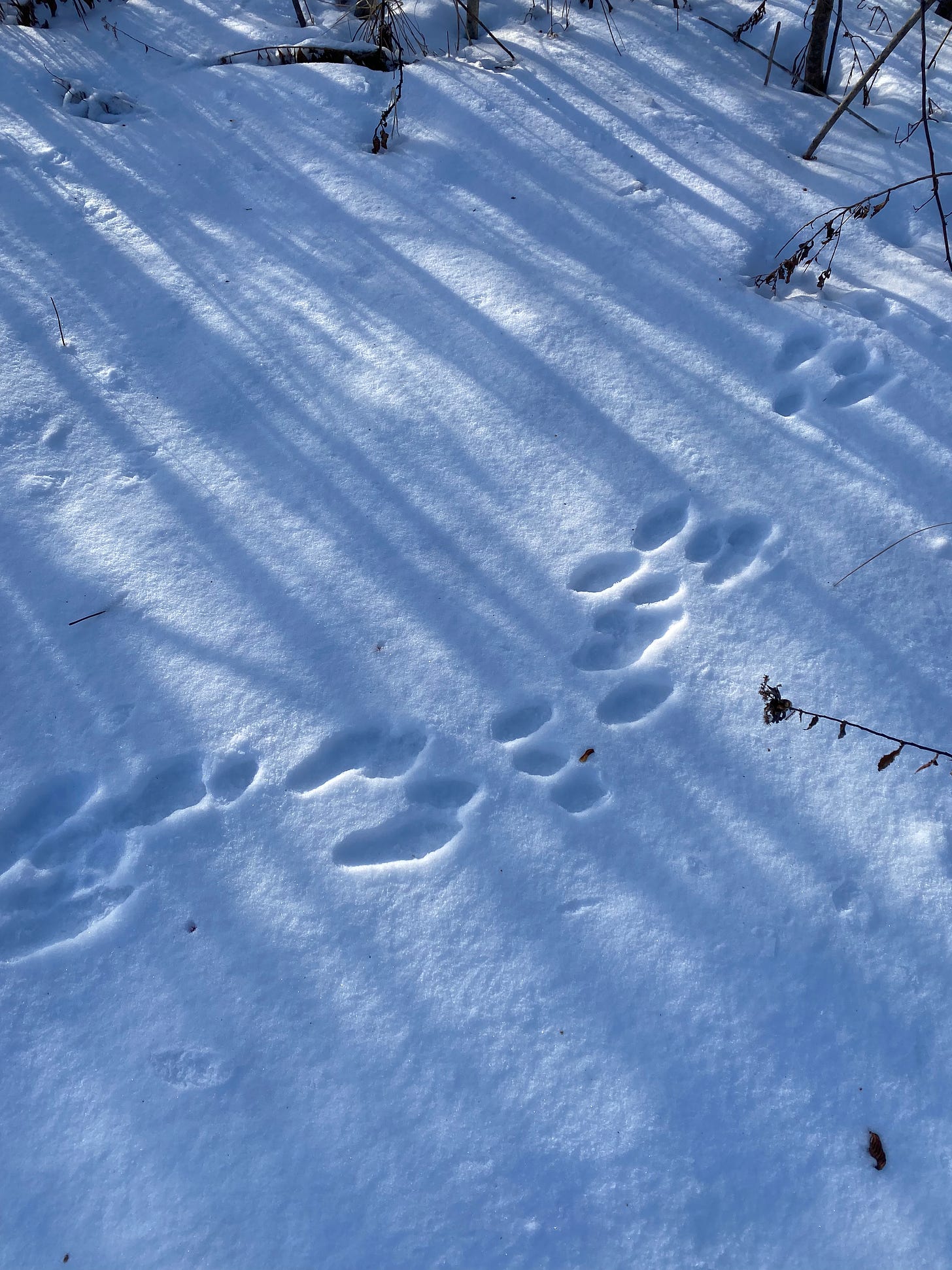 A trail of small animal footprints through the snow.