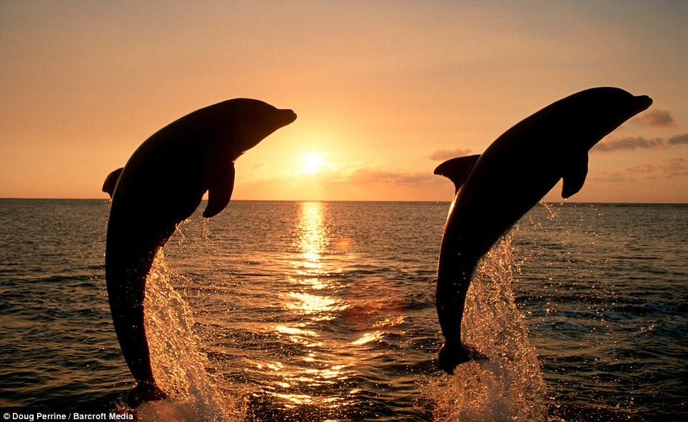 Jumping for joy: Dolphins who don¿t stop playing even when the sun goes  down | Daily Mail Online