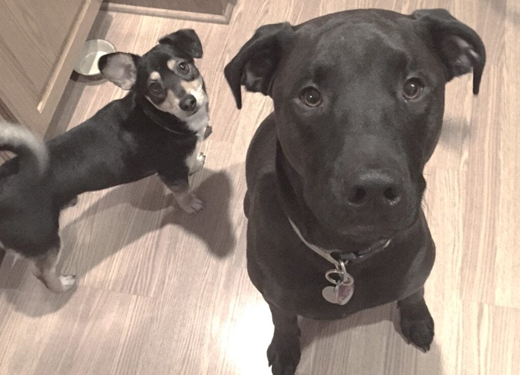 two brown dogs looking at camera