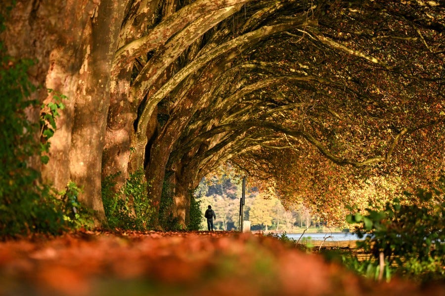 A man walks along a lake beneath autumn-colored leaves on overhanging branches.