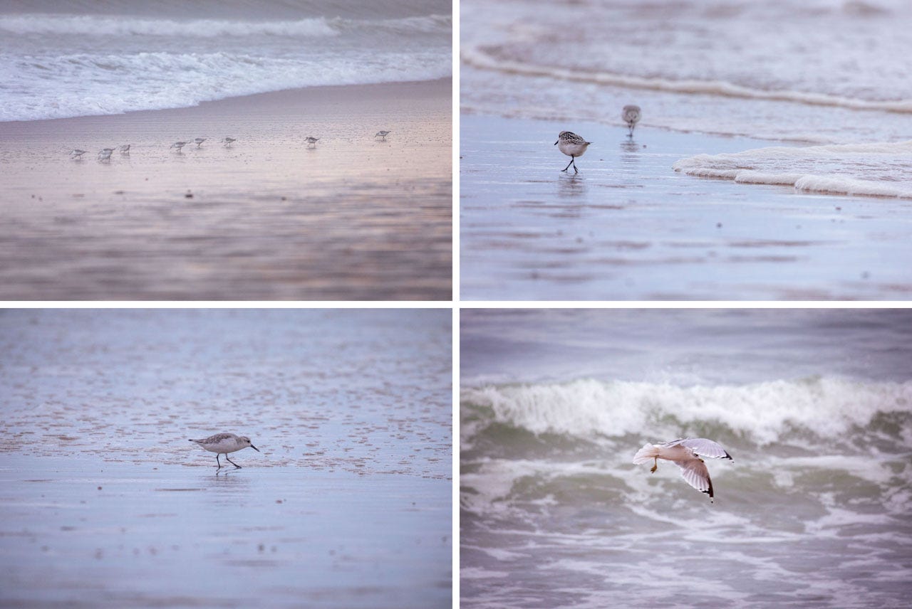 A composition of four images. Top left: a group of Sanderlings seem to fade into the pink and purple sand that reflects sunset light. an ocean wave rolls out behind them. Top right: a sanderling with their back to the camera shifts away from a tiny approaching wave, the edge of the ripple bubbling across the sand. Bottom left: a sanderling with their back to the camera shifts away from a tiny approaching wave, the edge of the ripple bubbling across the sand. Bottom right: a ring-billed gull floats in mid-air above waves, their wings flung out over their head and in front of them as they prepare to drop and grab a crustacean.