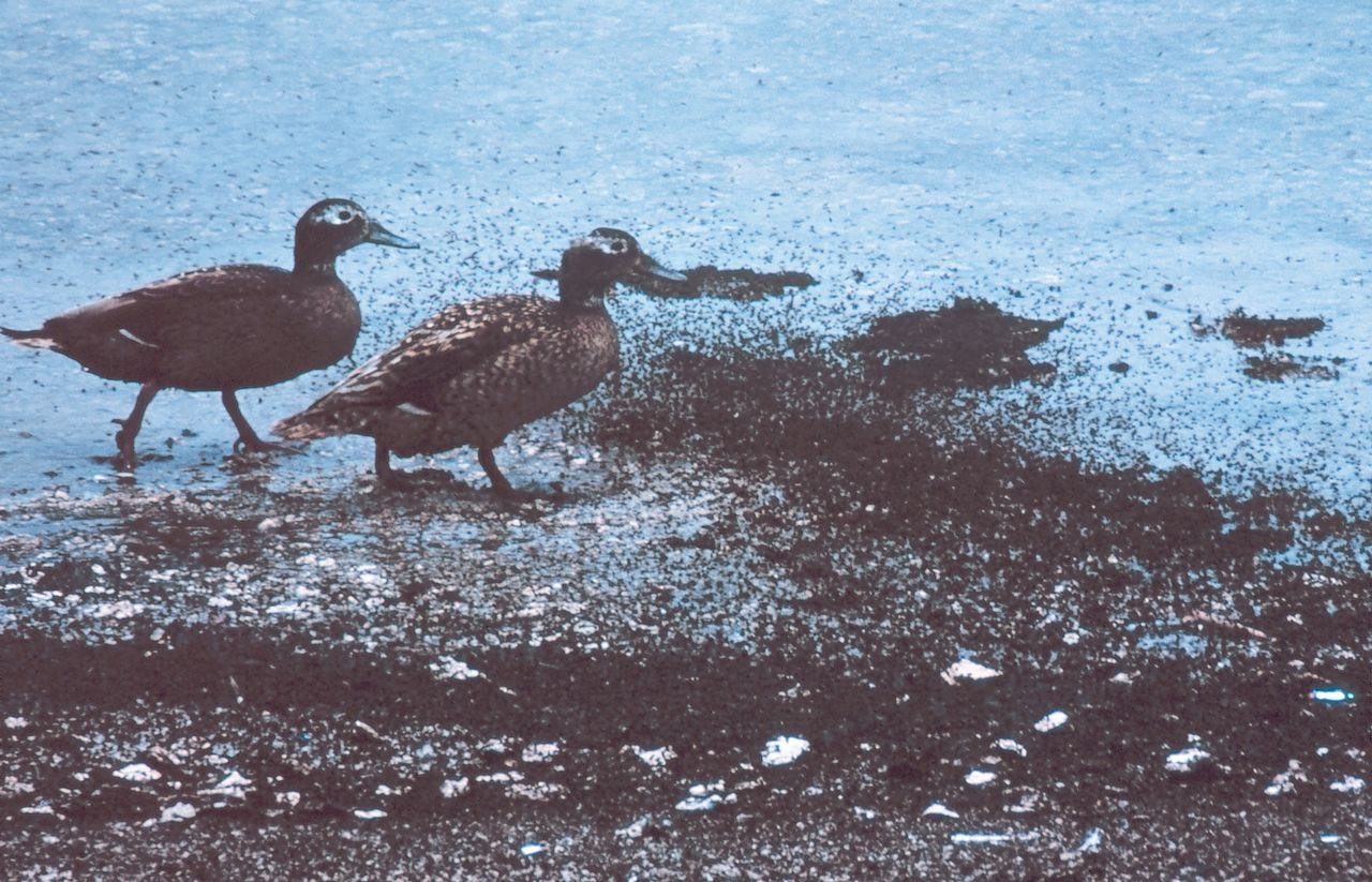 Laysan ducks moving through a swarm of brine flies