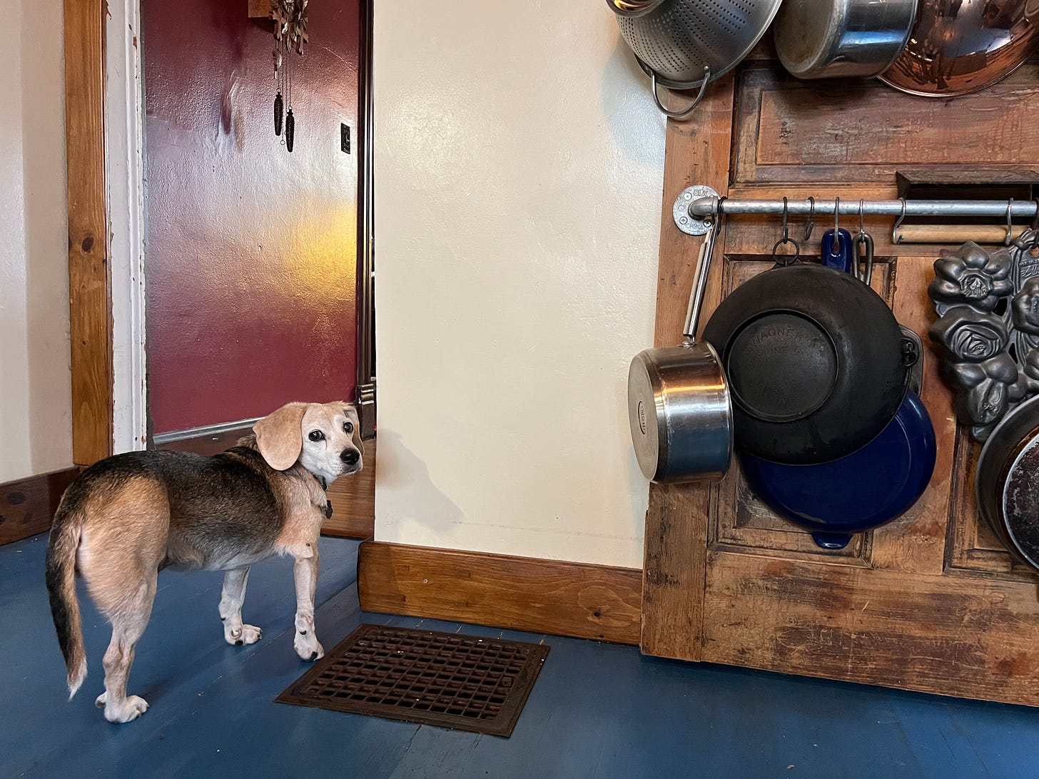 a dog in a kitchen