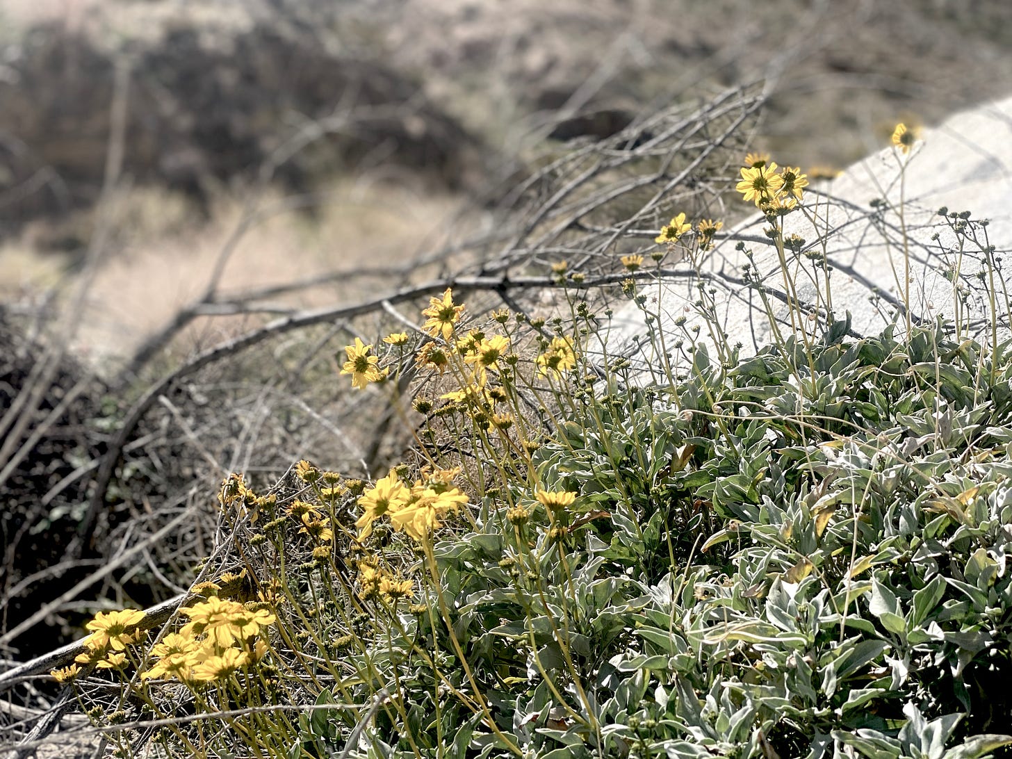 Small sunflowers in an arid landscape