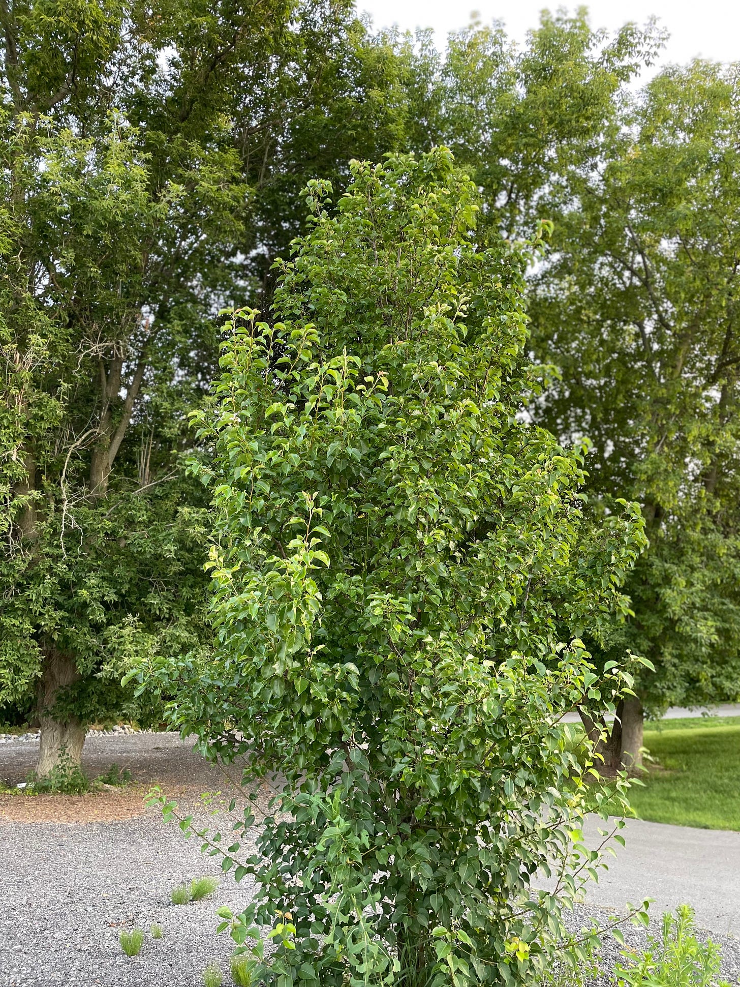 A picture of a small tree in front of two larger trees