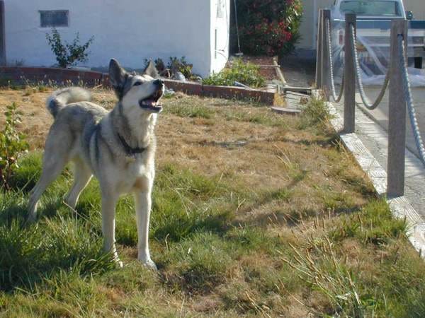 A happy shepherd-mix dog in an unmown yard.