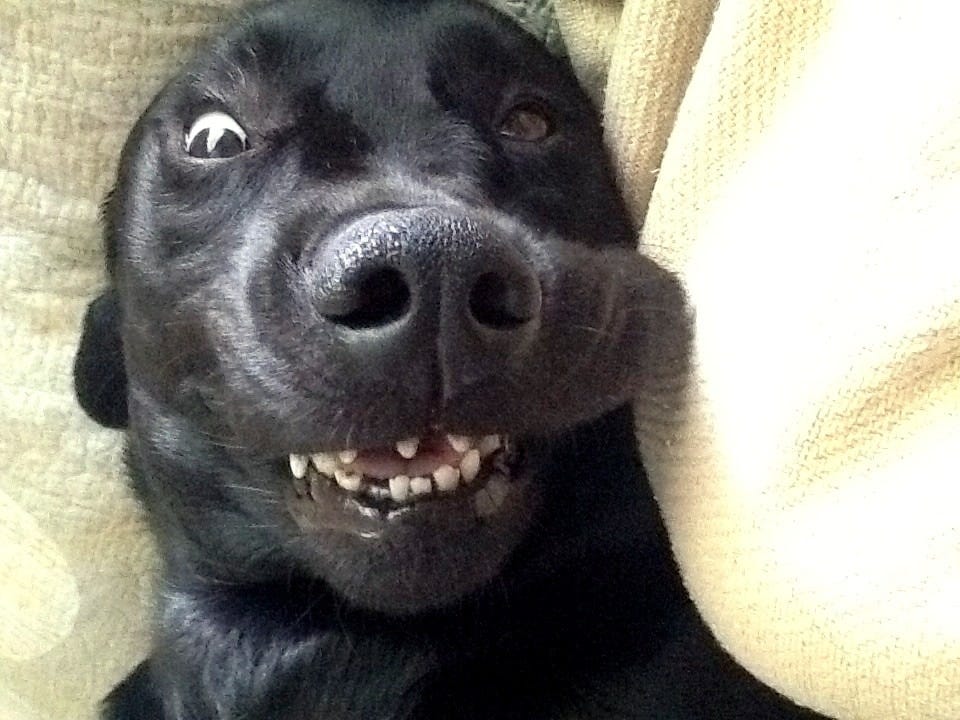 24 Dogs Making the Most Hilarious Faces - LIFE WITH DOGS