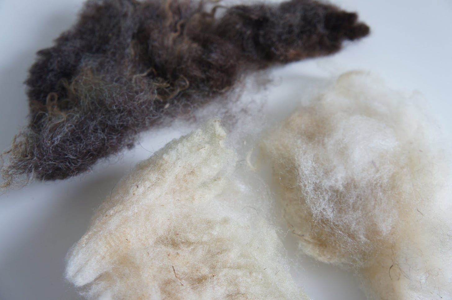 Samples of raw wool fleece from Texel, Suffolk and Black Welsh Mountain, Brickpits organic farm