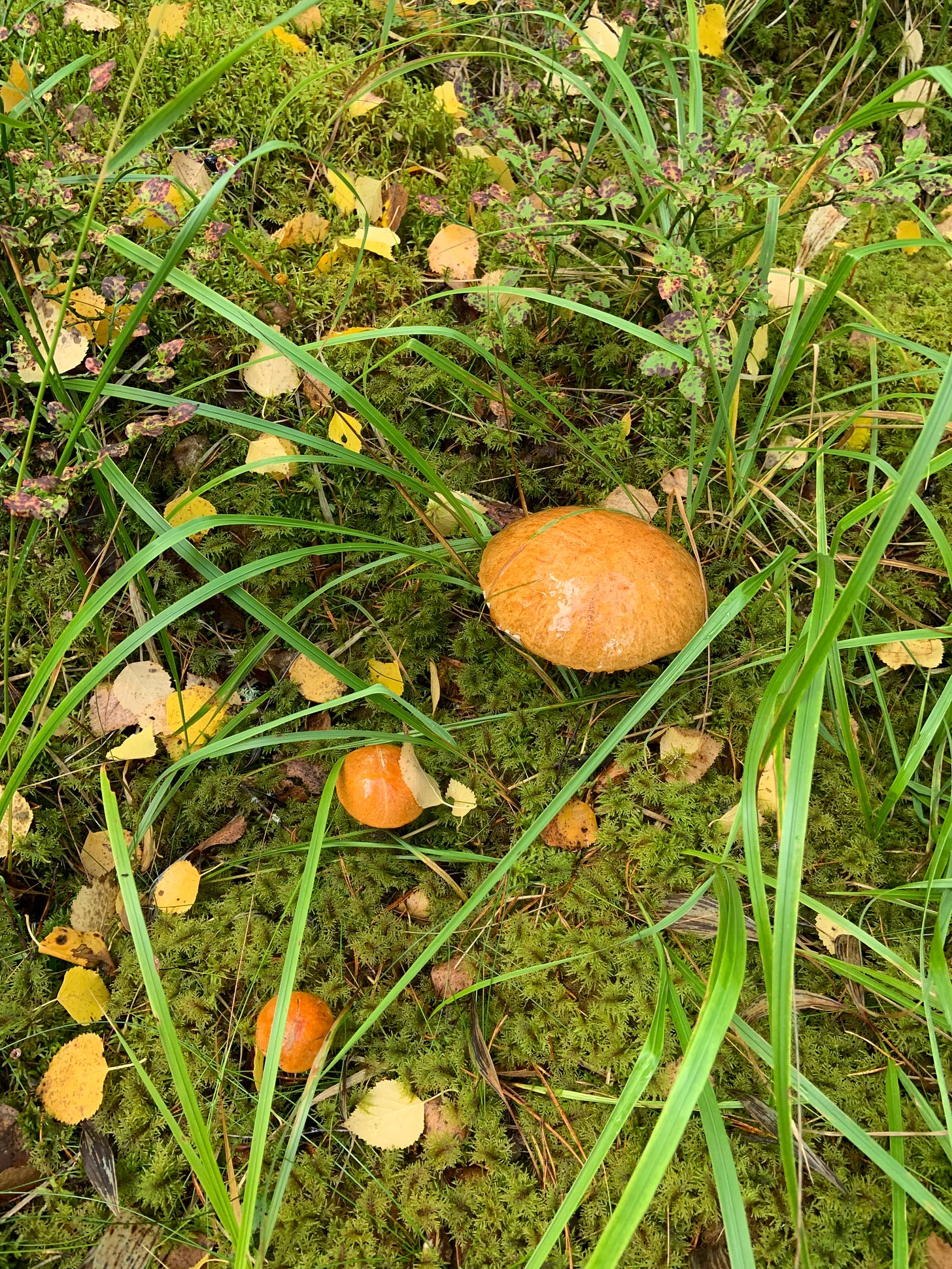 brownish poisonous mushrooms surrounded by green grass and plants 