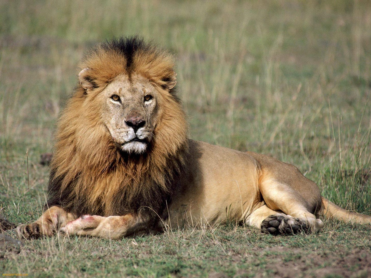 About Wild Animals lion: Adaptations of African Lions