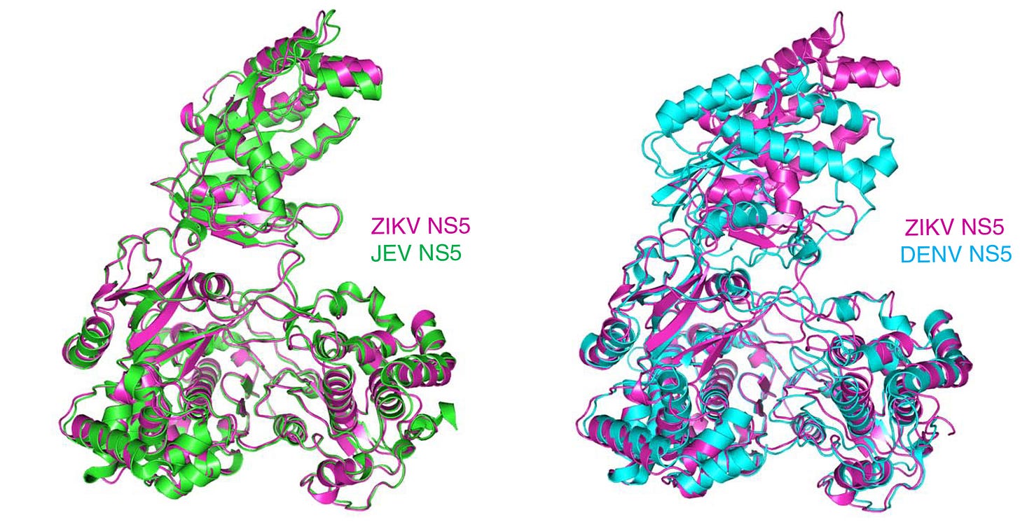 Structure of a Key Protein from the Zika Virus