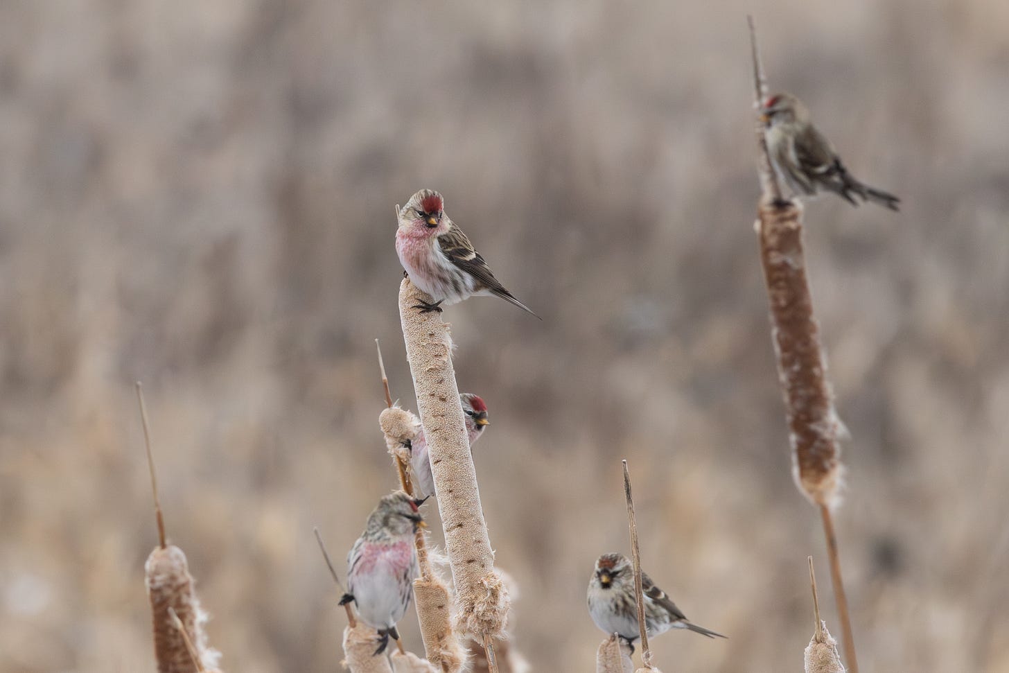 a few small white birds with tiny yellow beaks, black masks, and little red caps just above their beak. they are perched on cattails. one bird is in focus, the rest are blurry.