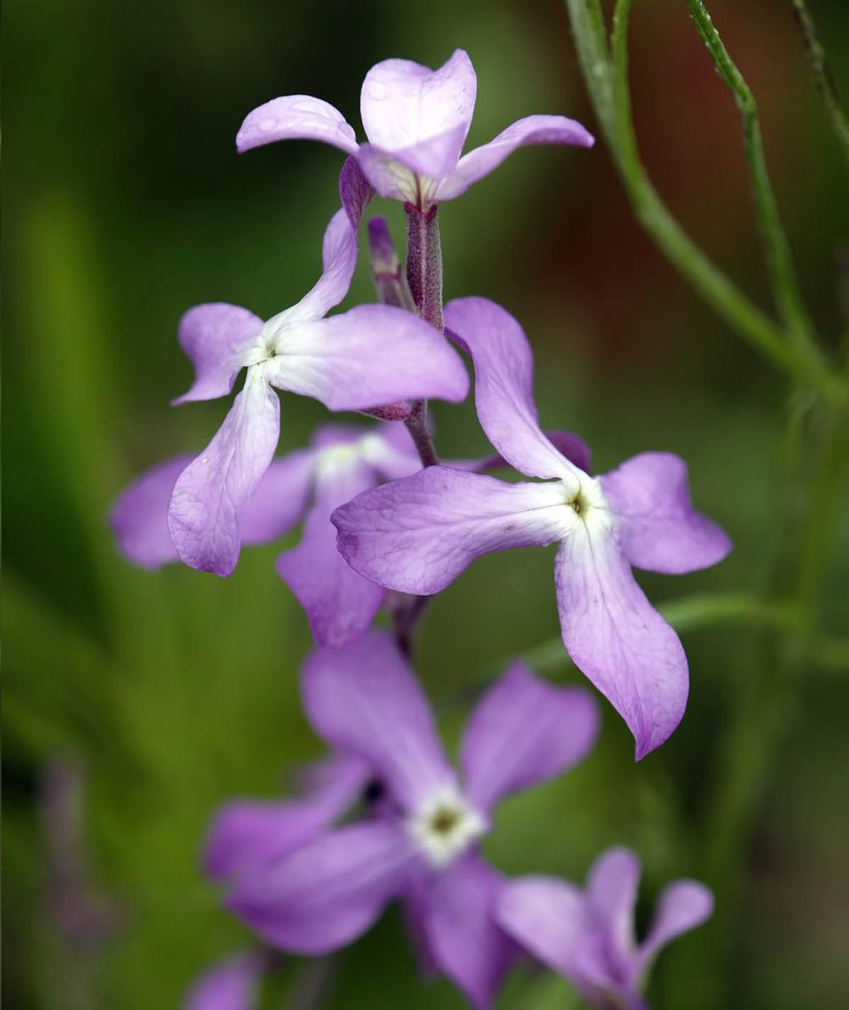 Evening Scented Stock flower