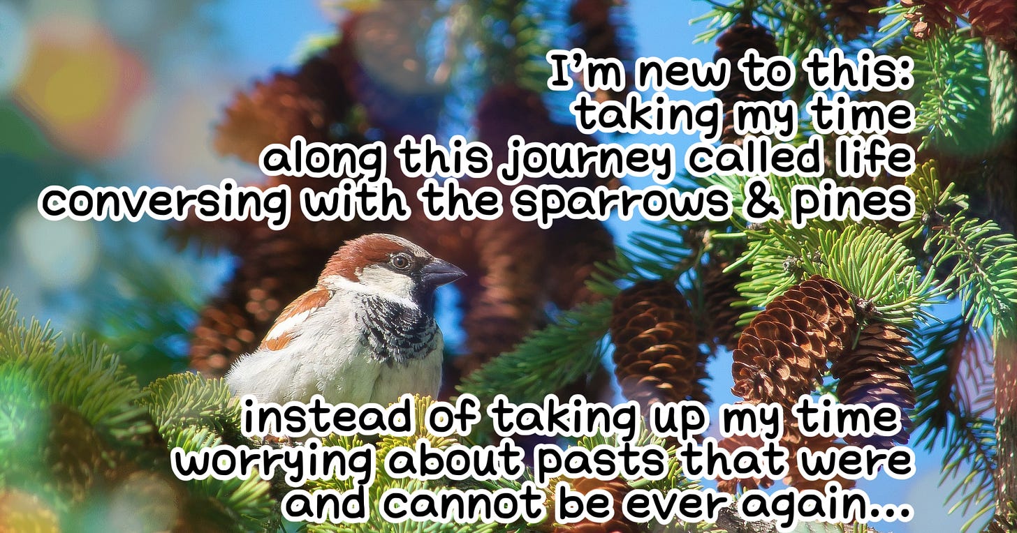 a photo of a sparrow perched in a pine tree with part of the first stanza of my poem on the image