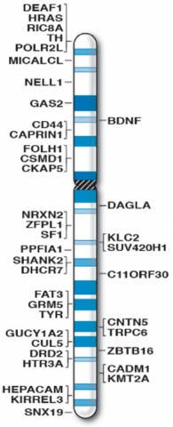 195px-Human_chromosome_11_with_ASD_genes_from_IJMS-16-06464.png (195×480)