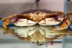 Acidification of thee ocean is causing Dungeness crabs to sniff less.