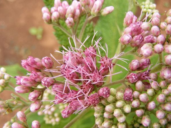 GRAVEL ROOT