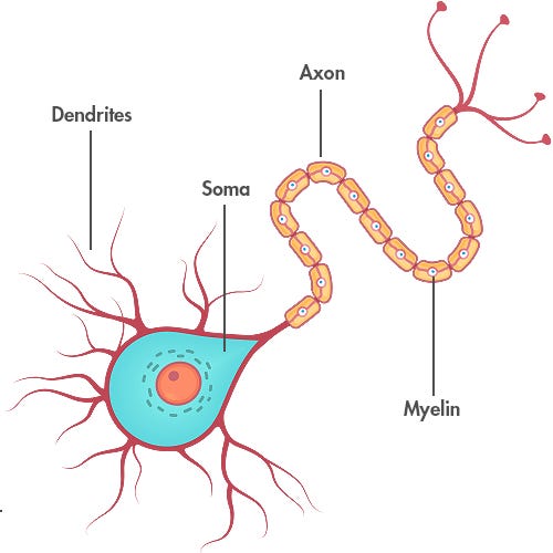 Neuron illustration.