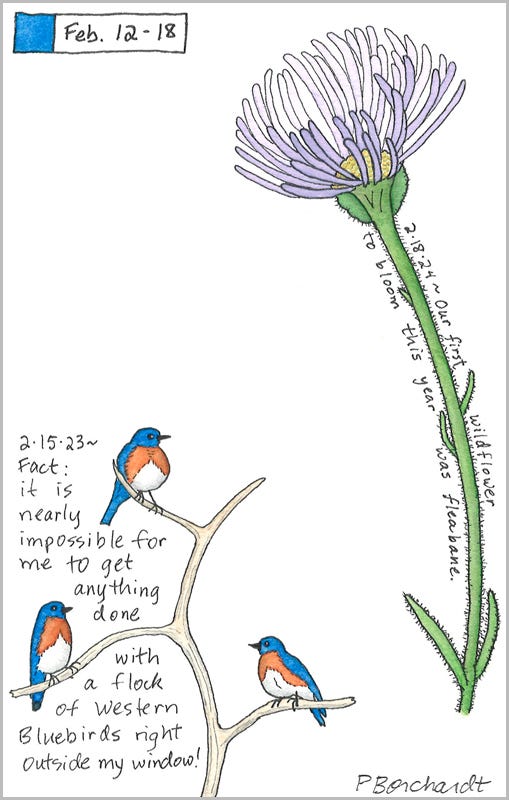 Perpetual Journal, week of Feb. 12-18: Fleabane Blooming (2024); Western Bluebirds (2023)