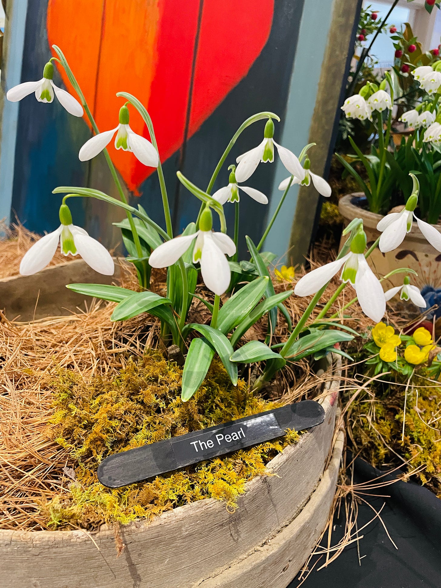 Galanthus ‘The Pearl’ in a display at Galanthus Gala 2024. 