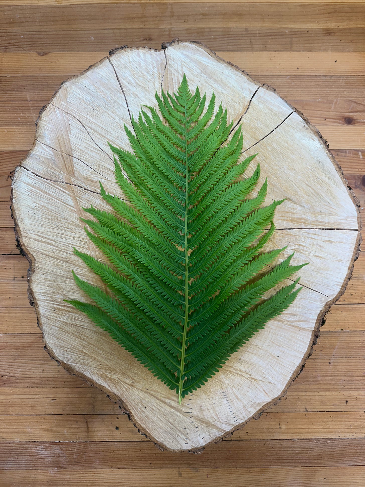 The beginning stages of redesigning the Next Adventure logo involved taking the log round and placing a fern on top of it. The beginning stages of redesigning the Next Adventure logo involved taking the log round and placing a fern on top of it.