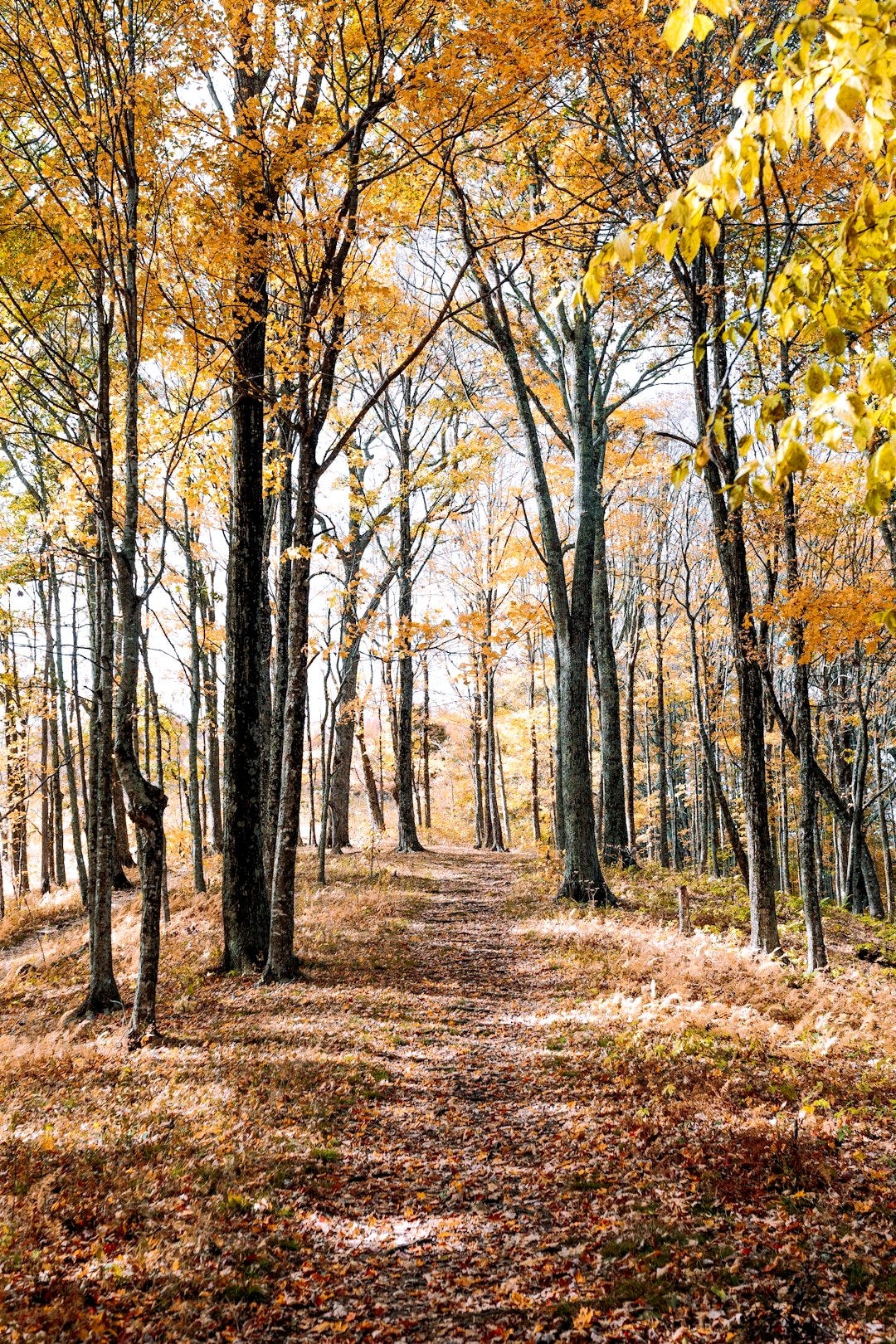 brown forest